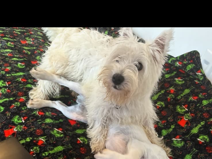 West Highland White Terrier 2 years old female small named pip for breeding in Harlow, England | Petmeetly