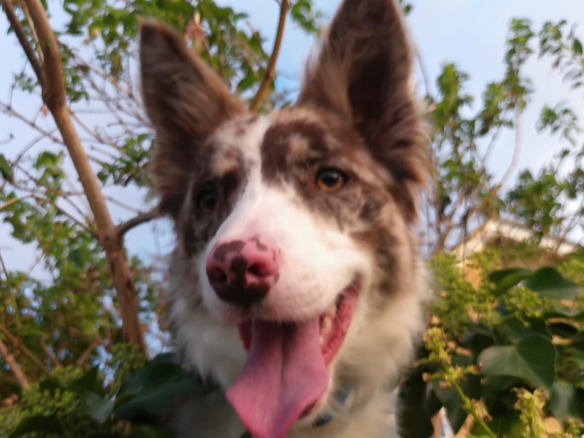 Border Collie 1 year 9 months old female medium named micah for breeding in Newhaven, England | Petmeetly