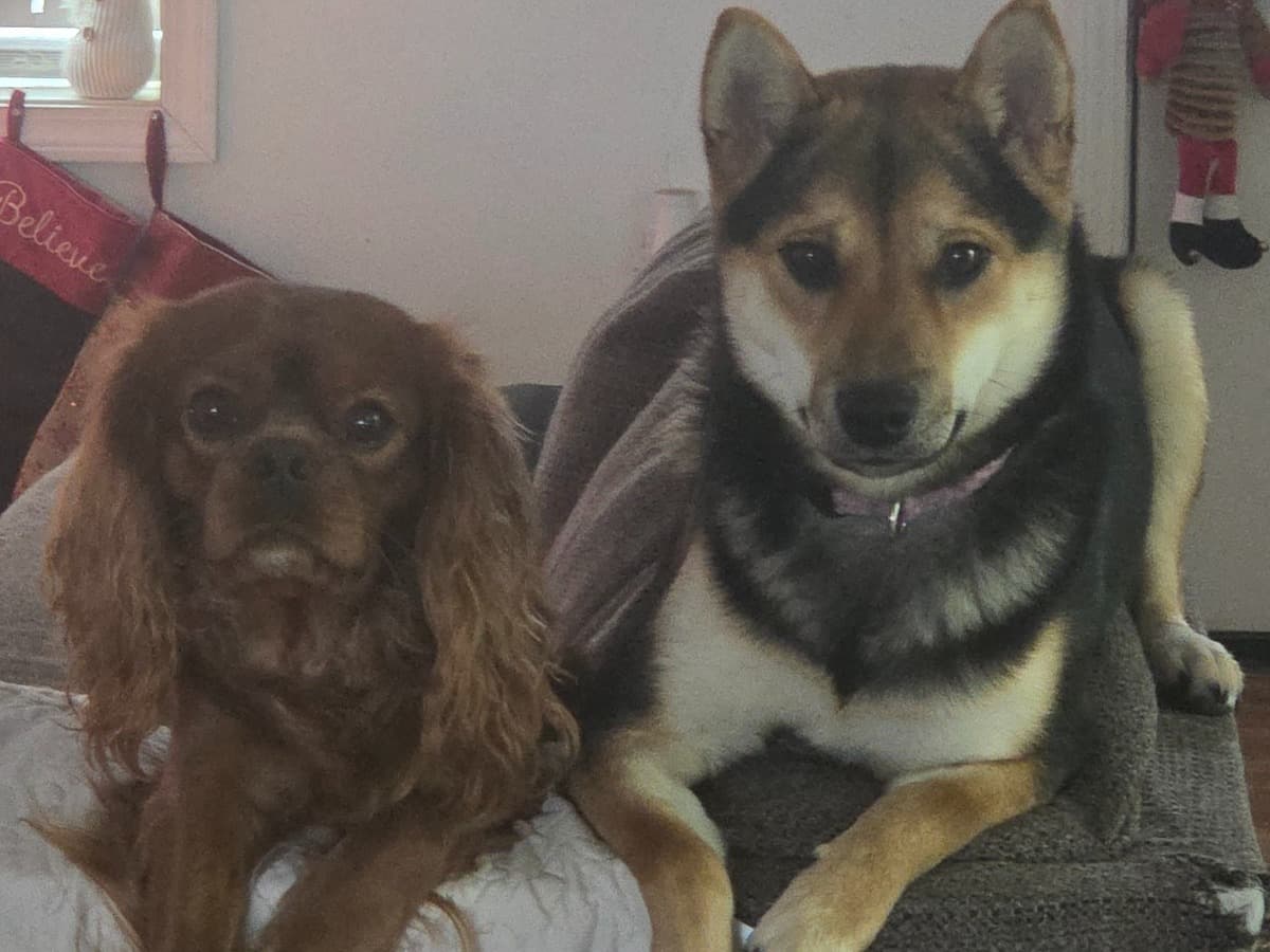 Shiba Inu 1 year old female medium named freya for breeding in Lowville, New York | Petmeetly