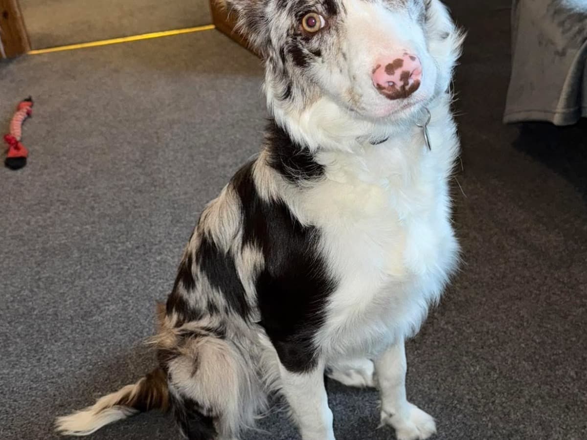 Border Collie 1 year 9 months old female medium named micah for breeding in Newhaven, England | Petmeetly