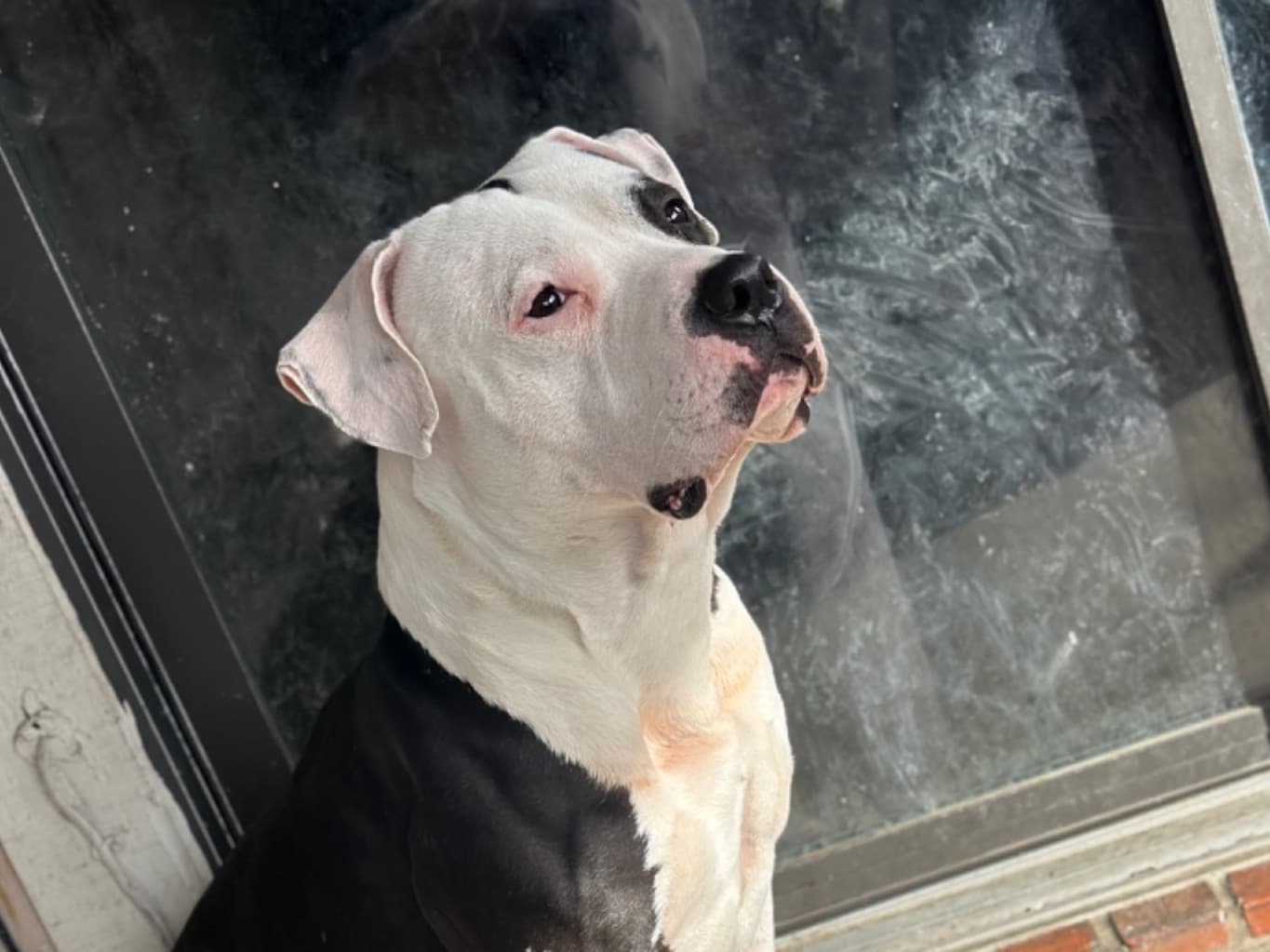 Blue nose Pitbull 3 years old male large named Sada for breeding in Killeen, Texas | Petmeetly