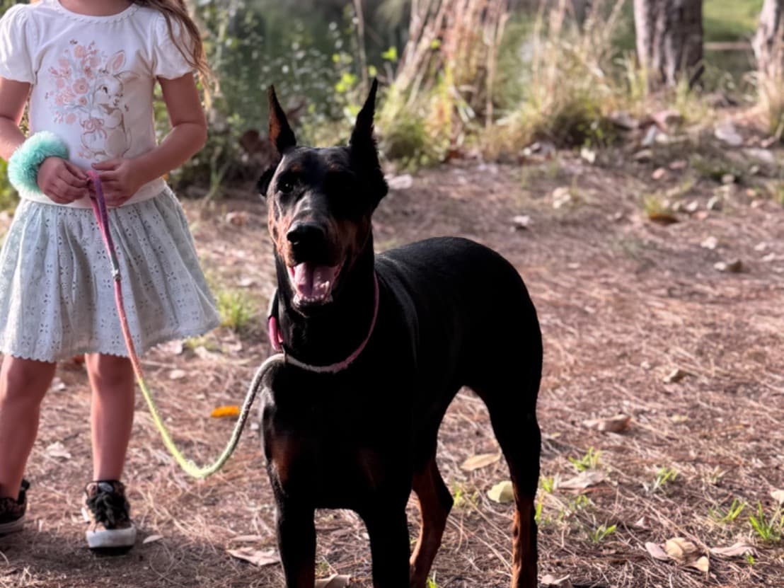 Doberman 3 years 11 months old female large named Selah for breeding in Lauderhill, Florida | Petmeetly