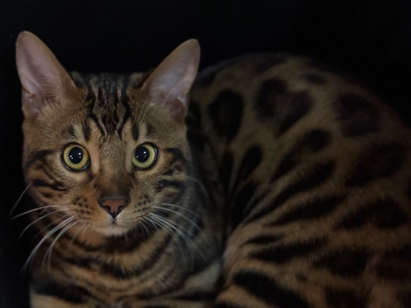 Bengal 1 year 1 month old female named Markize for breeding in Spokane, Washington | Petmeetly