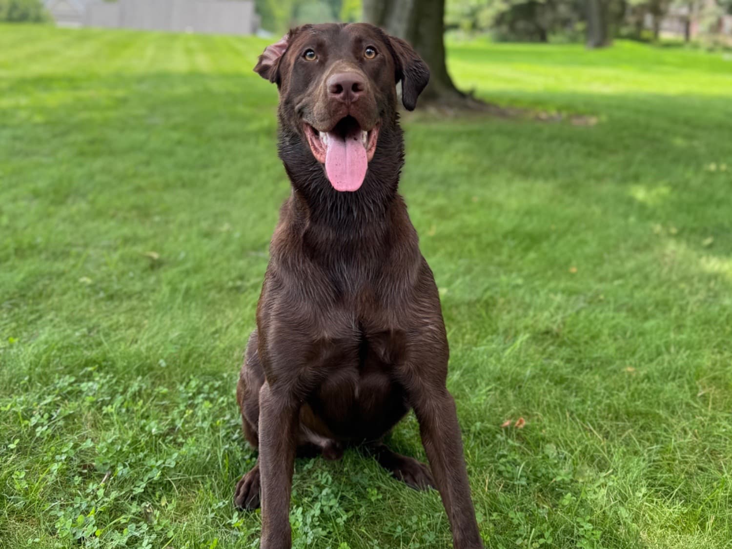 English Labrador Retriever 1 year 10 months old male large named Mickey for breeding in Elkton, Maryland | Petmeetly