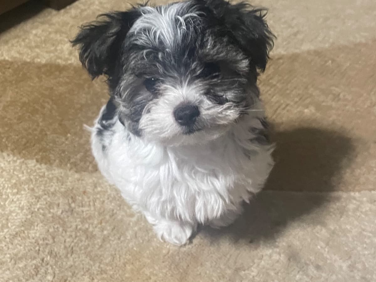 Maltipoo 1 year old male small named cane for breeding in Sinton, Texas | Petmeetly