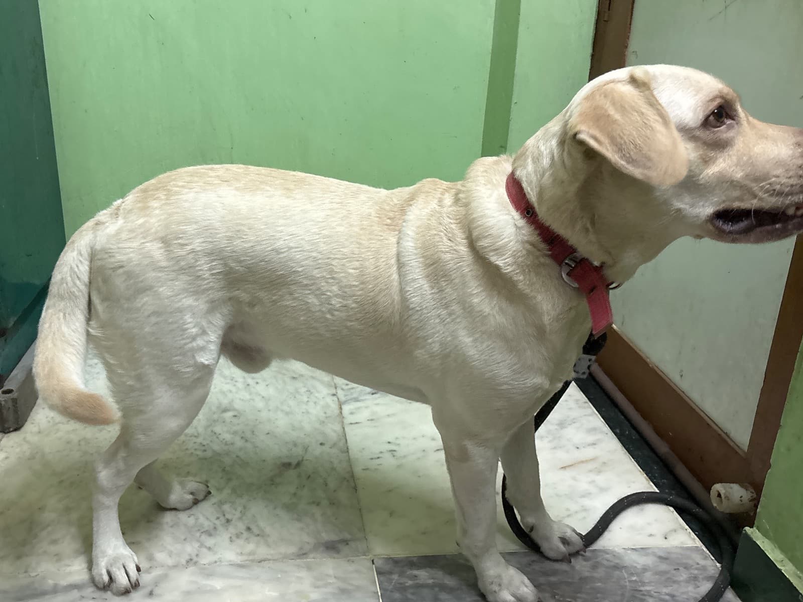 English Labrador Retriever 2 years old male large named cesar for breeding in Tamil Nadu | Petmeetly