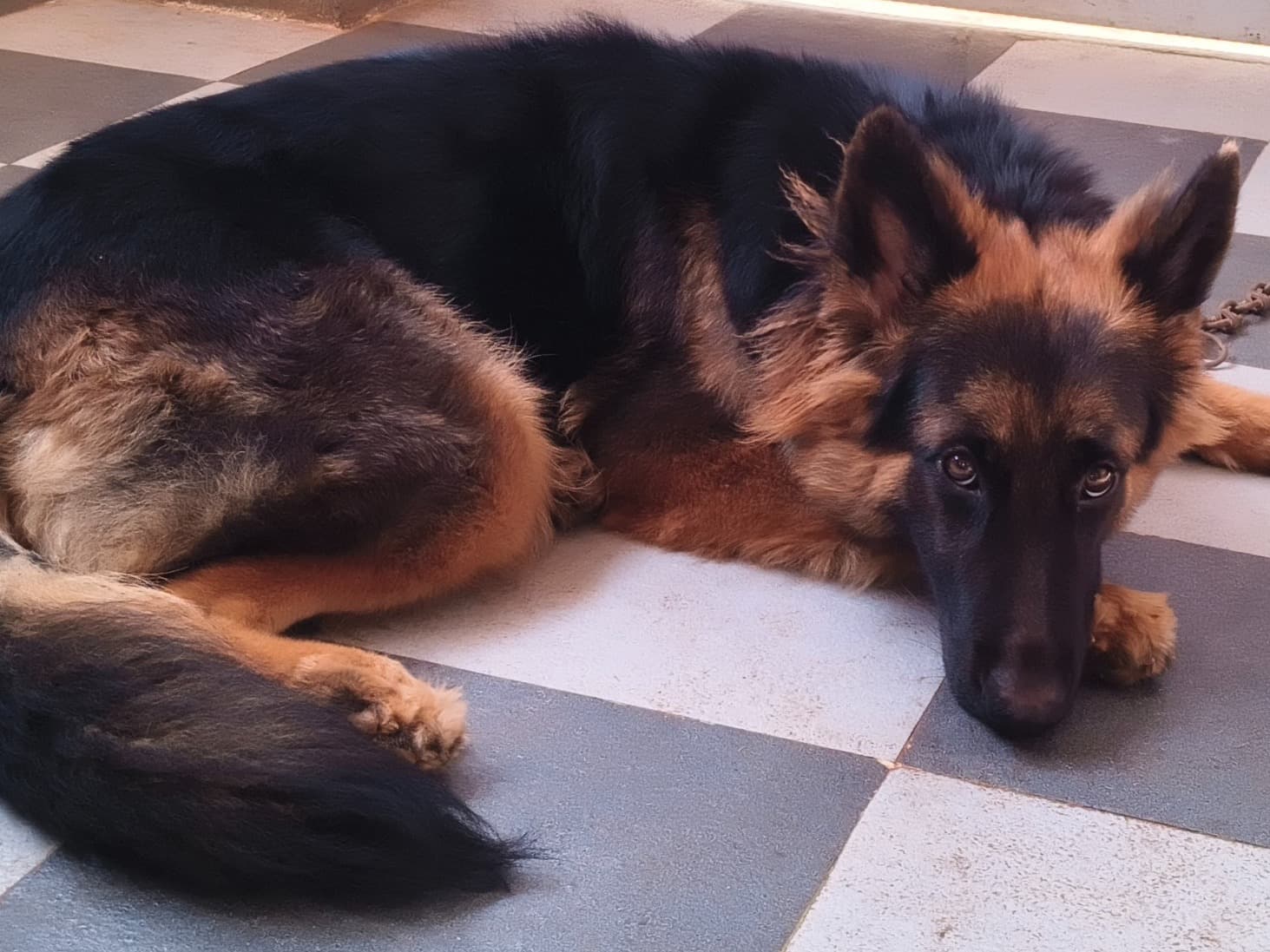 German Shepherd 1 year old female large named Tarah for breeding in Karur, Tamil Nadu | Petmeetly