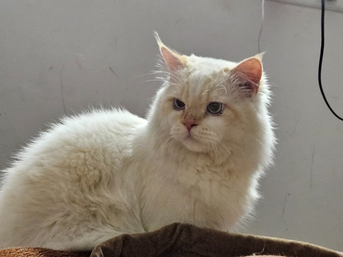 Persian 1 year old male named coco for breeding in Faridabad, Haryana | Petmeetly