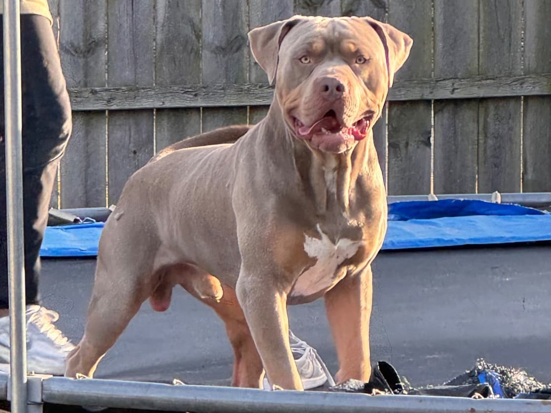 American Bully 2 years 4 months old male large named Mister for breeding in Chicago, Illinois | Petmeetly