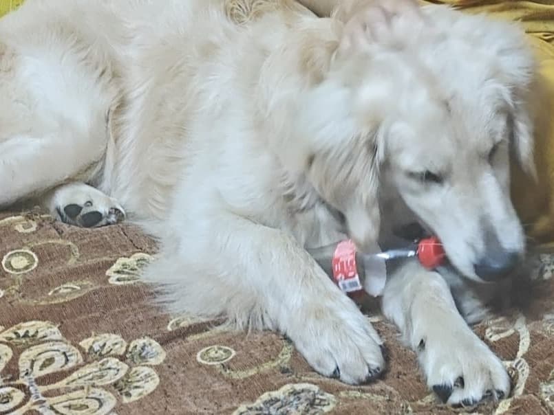 Golden Retriever 1 year 6 months old male medium named Joy for breeding in Pune, Maharashtra | Petmeetly