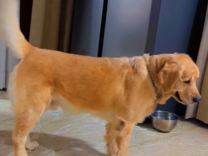 Golden Retriever 5 years old male large named Simba for breeding in Delhi Division, Delhi | Petmeetly