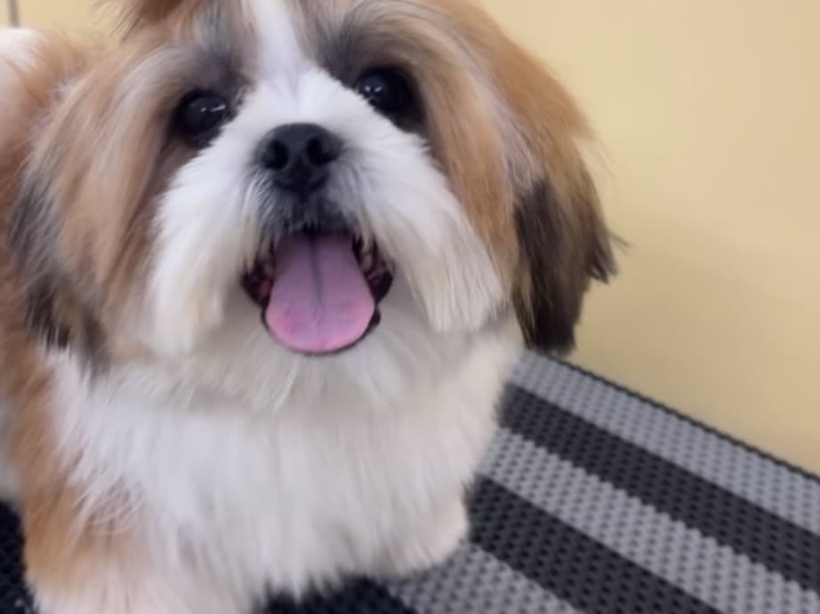 Shih Tzu 1 year old male small named nonu for breeding in New Delhi, Delhi | Petmeetly