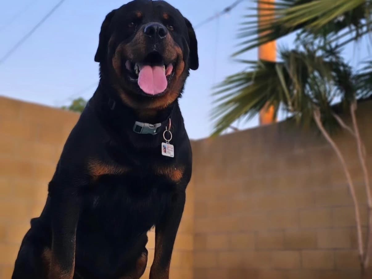 Rottweiler 7 years old male extra large named Kobe for breeding in Fontana, California | Petmeetly