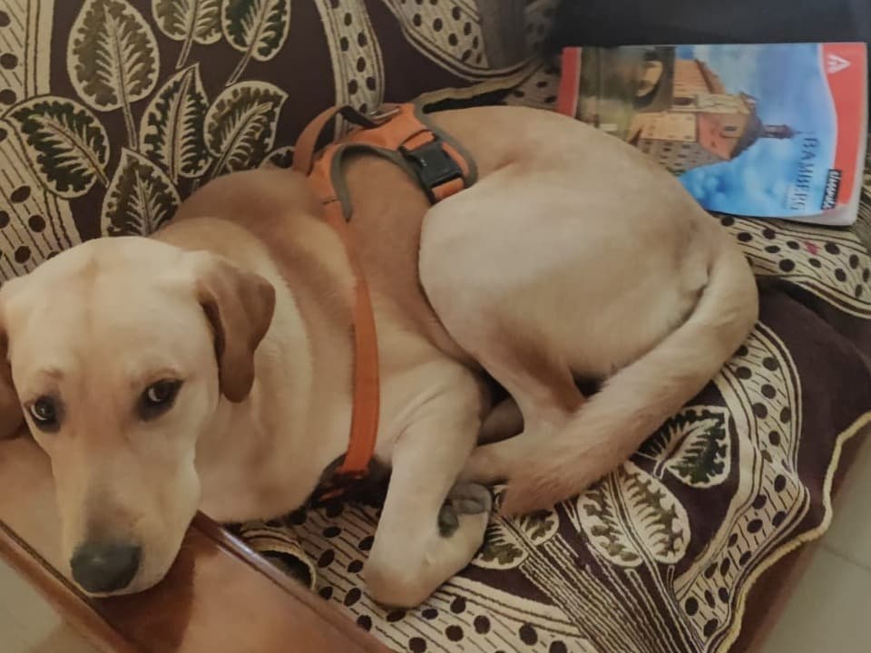 English Labrador Retriever 4 years old male medium named Ben for breeding in Chennai, Tamil Nadu | Petmeetly