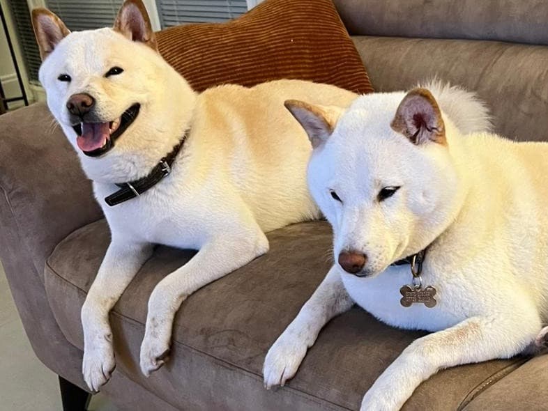 Shiba Inu 3 years 4 months old male medium named Akija for breeding in London, England | Petmeetly