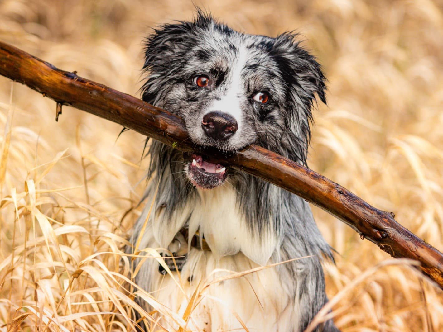 Australian Shepherd 2 years 5 months old male medium named Gunner for breeding in Portland, Oregon | Petmeetly