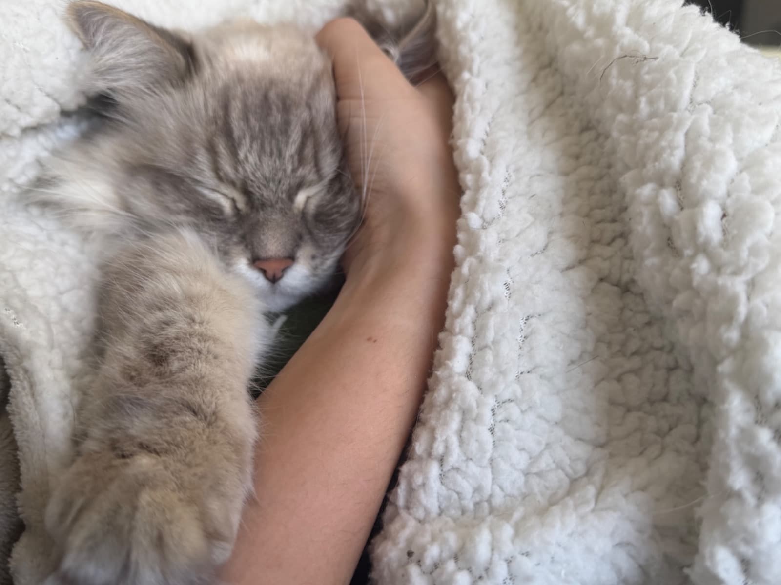 Ragdoll 5 years 1 month old female named appa for breeding in Pompano Beach, Florida | Petmeetly