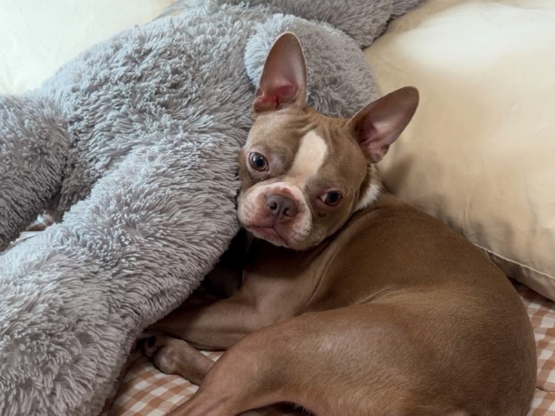 Boston Terrier 2 years old male small named Barkley for breeding in Bothell, Washington | Petmeetly