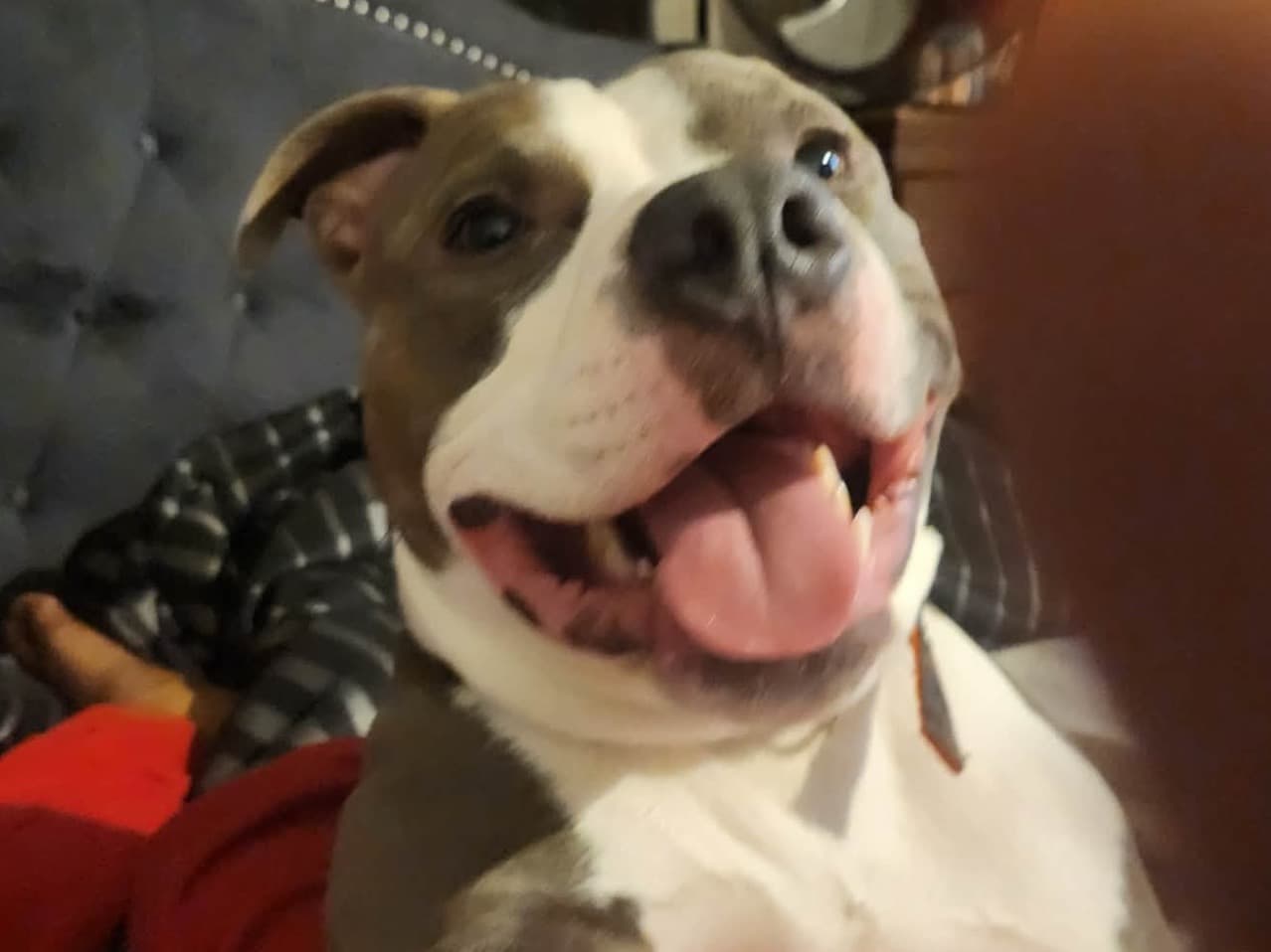 Blue nose Pitbull 2 years old male medium named blue for breeding in Carpentersville, Illinois | Petmeetly