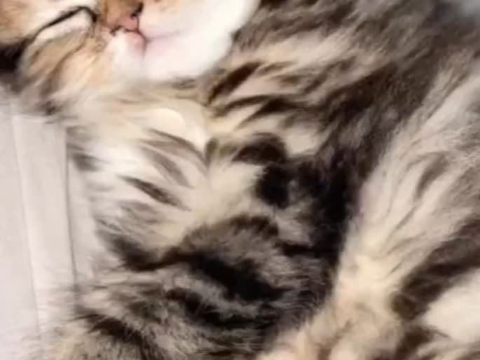 Persian 5 years old female named alia for breeding in Chicago, Illinois | Petmeetly