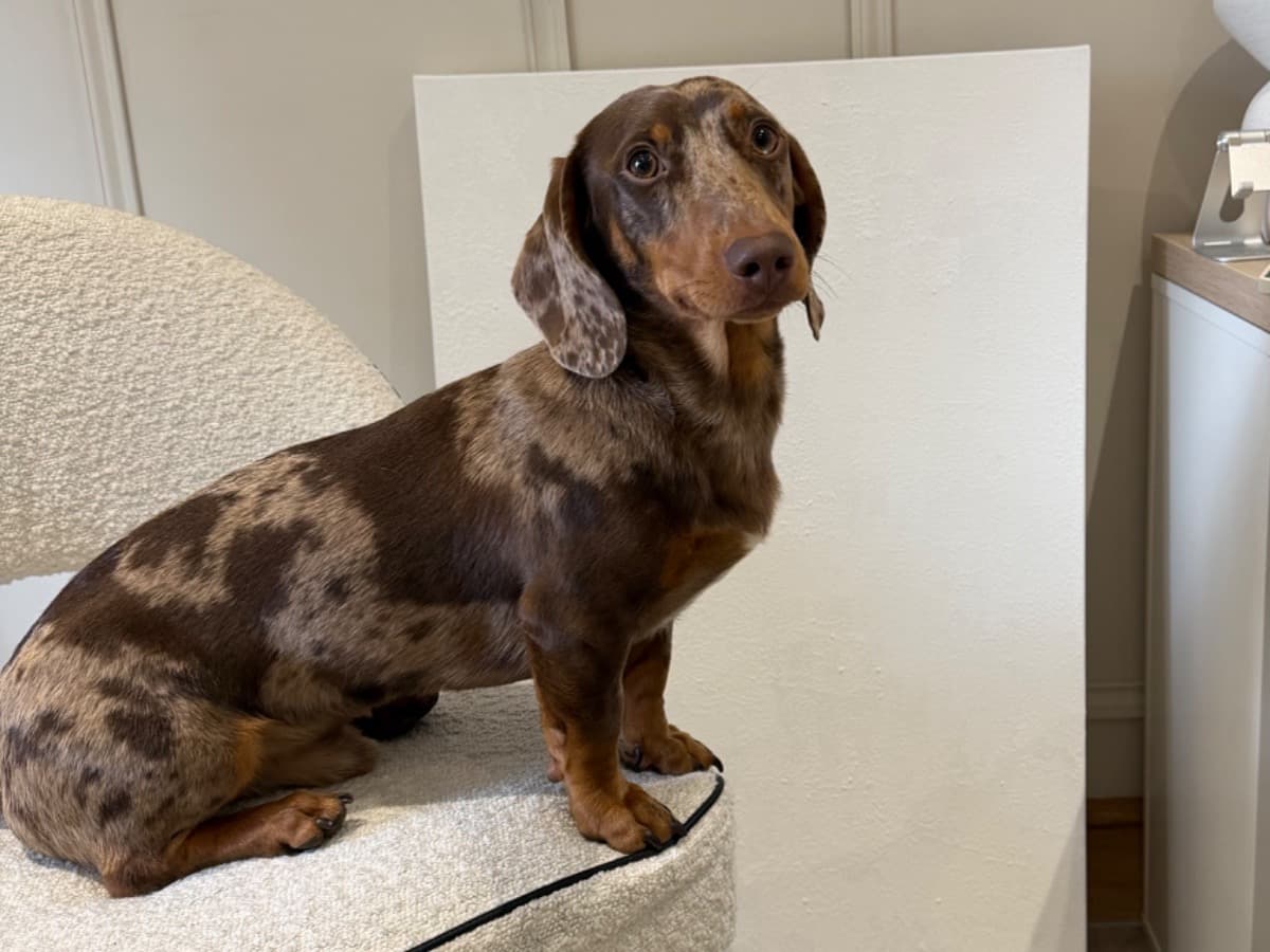 Dachshund 1 year old male medium named martini for breeding in Stanford, England | Petmeetly