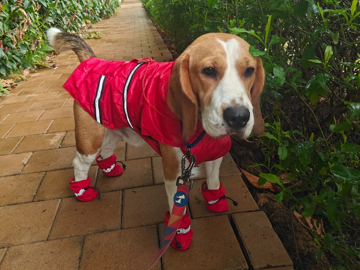 Beagle 3 years old male medium named Enzo for breeding in Bengaluru, Karnataka | Petmeetly