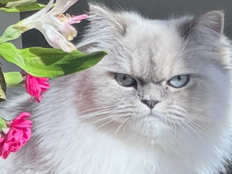 Ragdoll 1 year old female named leia for breeding in Auburn, Massachusetts | Petmeetly