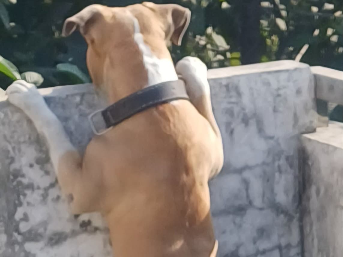 American Bully 4 years old male medium named Murphy for breeding in Amritsar, Punjab | Petmeetly