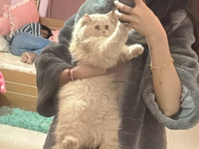 Persian 1 year 9 months old female named Coco for breeding in Gurugram, Haryana | Petmeetly