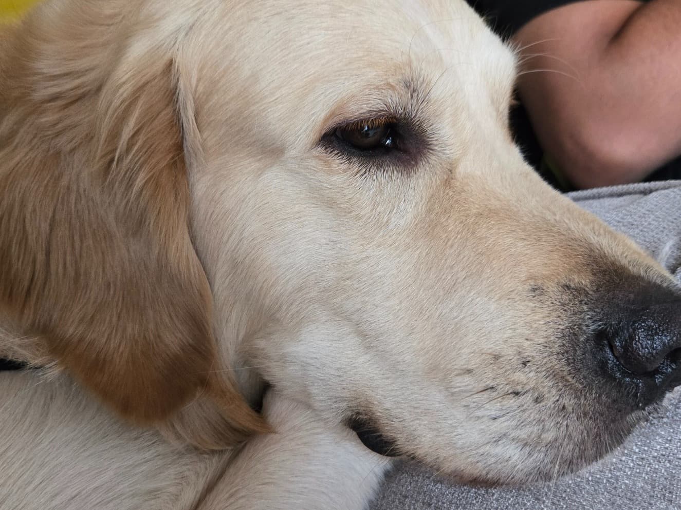 Golden Retriever 2 years 2 months old male medium named Ari for breeding in Bengaluru, Karnataka | Petmeetly