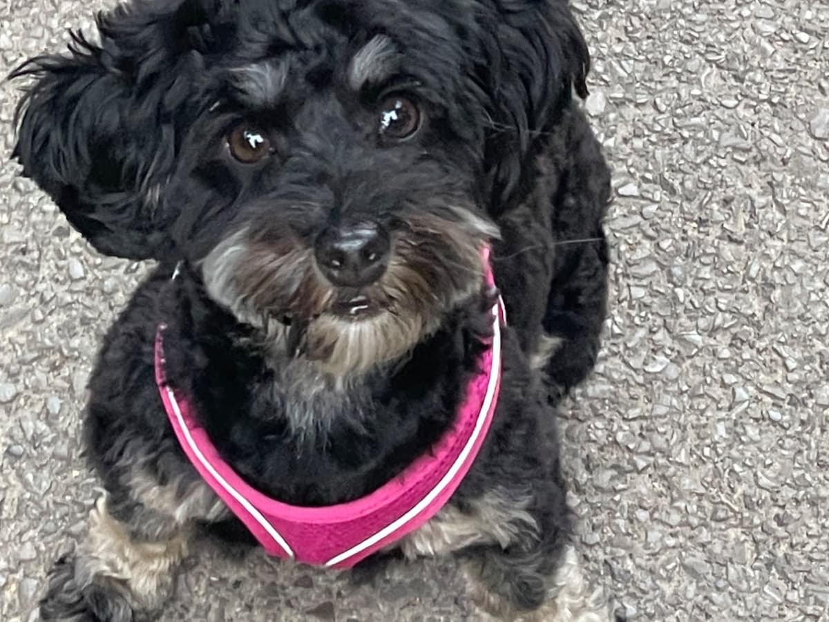Havanese 2 years 10 months old female medium named Amira for breeding in Feltham, England | Petmeetly