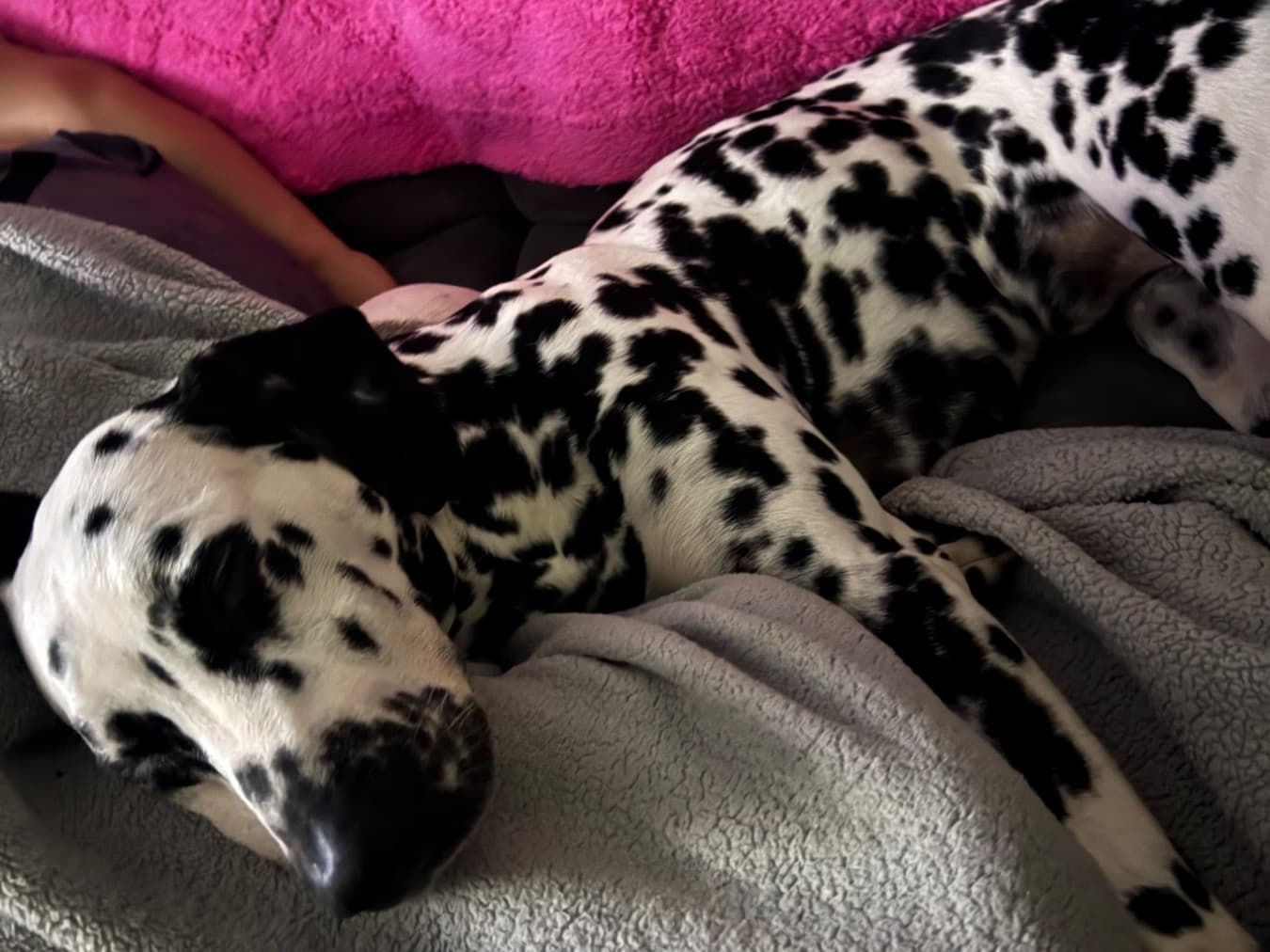 Dalmatian 2 years old female large named Mini for breeding in Antioch, California | Petmeetly