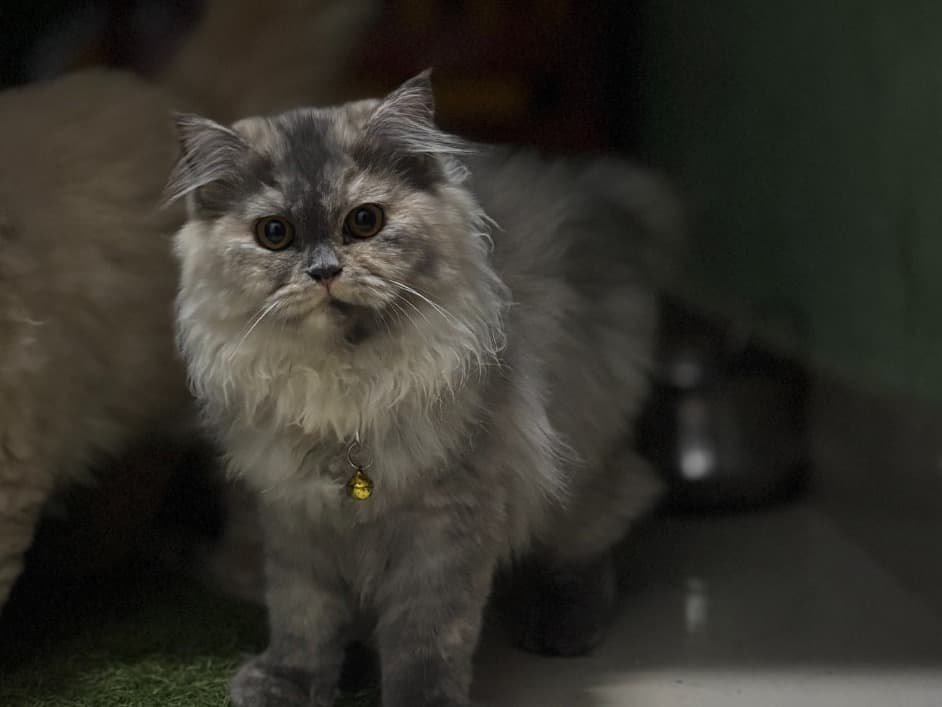 Persian 1 year old female named Lexa for breeding in Thiruvananthapuram, Kerala | Petmeetly