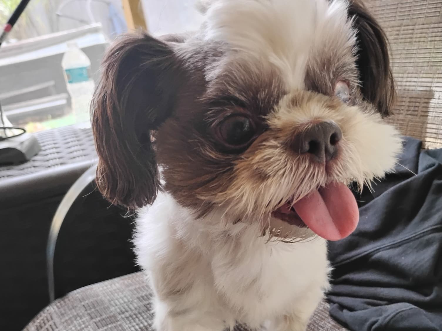 Shih Tzu 10 years 5 months old male small named wicket for breeding in Jacksonville, Florida | Petmeetly