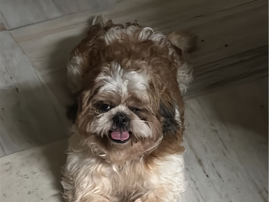Shih Tzu 4 years old male medium named leo for breeding in Hyderabad, Telangana | Petmeetly