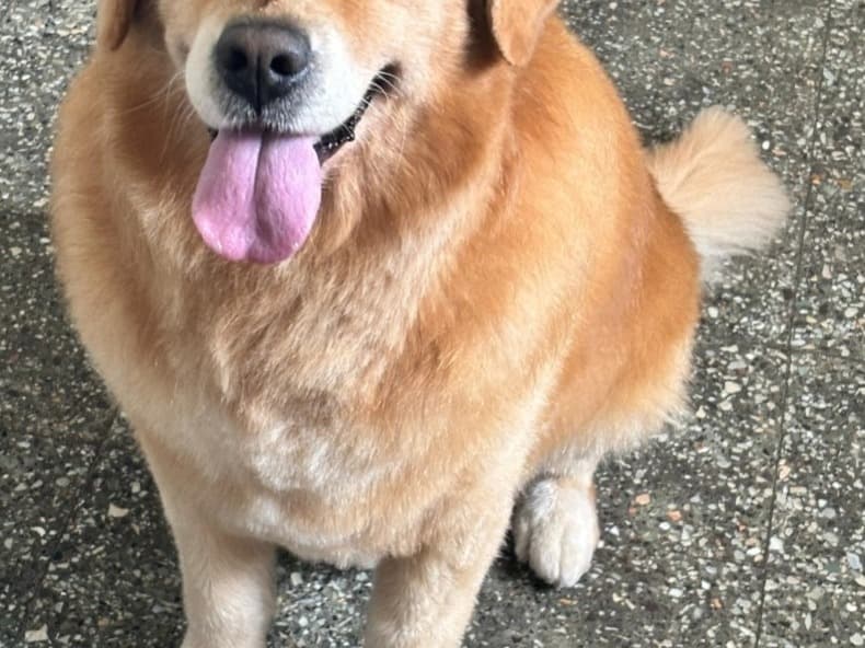 Golden Retriever 4 years old male large named Goldy for breeding in Pune, Maharashtra | Petmeetly