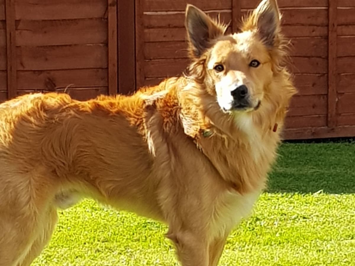 Border Collie 11 years old male medium named ronnie for breeding in Droitwich Spa, England | Petmeetly