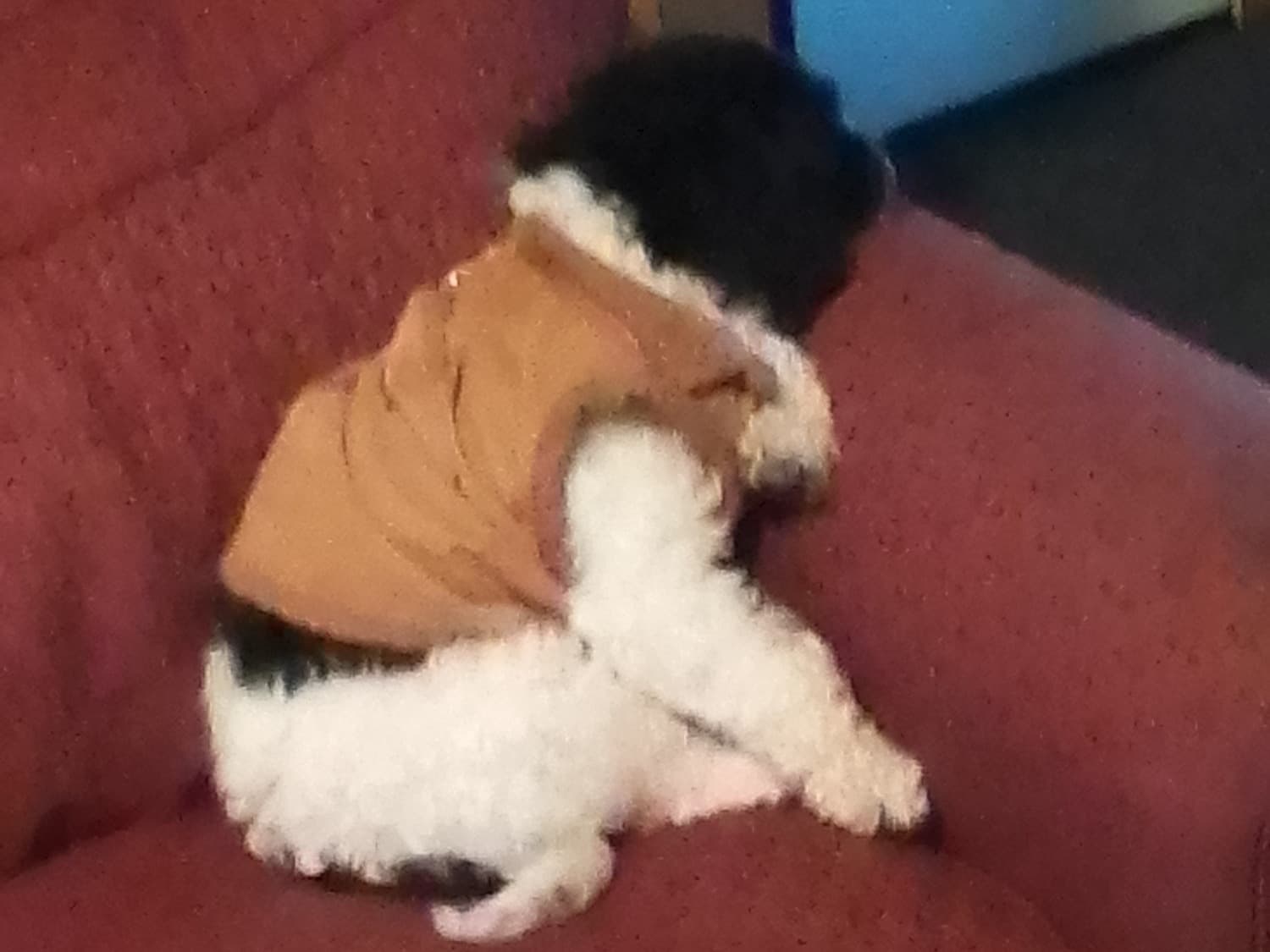 Toy Poodle 1 year 1 month old male small named Henry for breeding in Buckley, Washington | Petmeetly