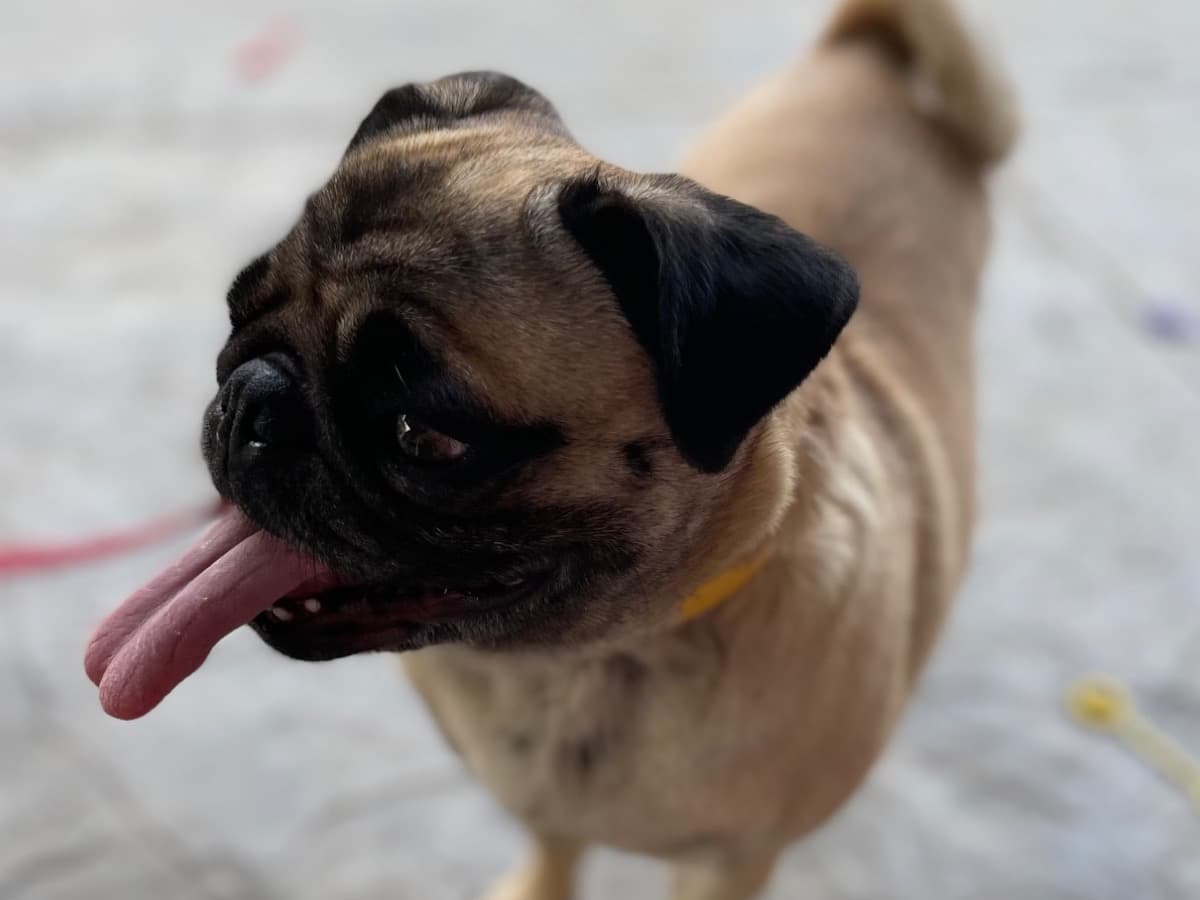 Pug 4 years 6 months old female small named Tater for breeding in Gentryville, Indiana | Petmeetly