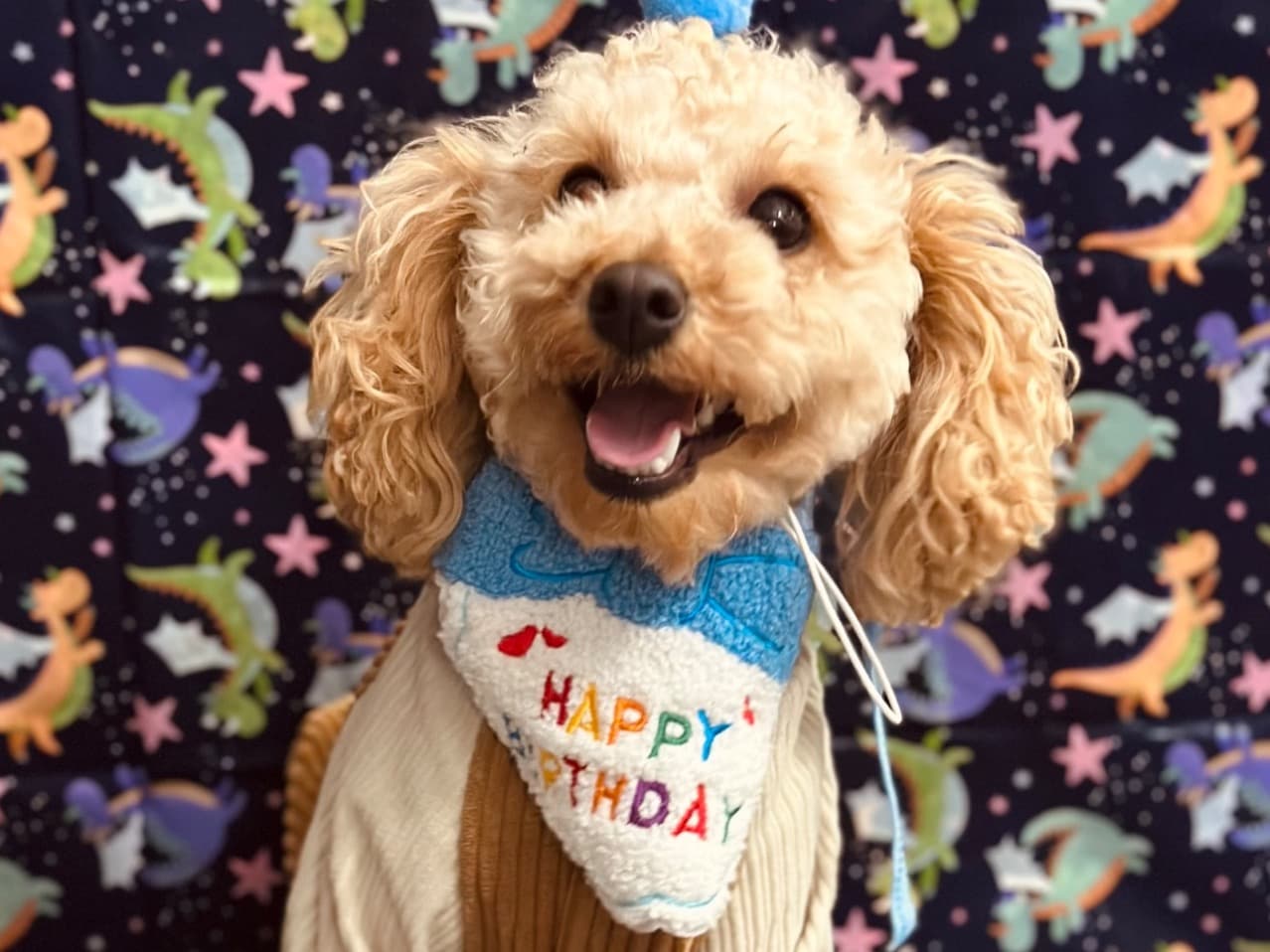 Toy Poodle 1 year old male small named Benji for breeding in Indianapolis, Indiana | Petmeetly