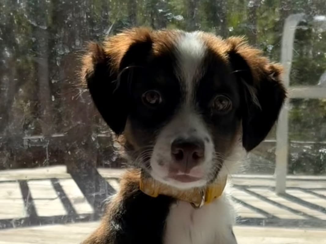 Australian Shepherd 1 year old female small named Poppy for breeding in Marne, Michigan | Petmeetly