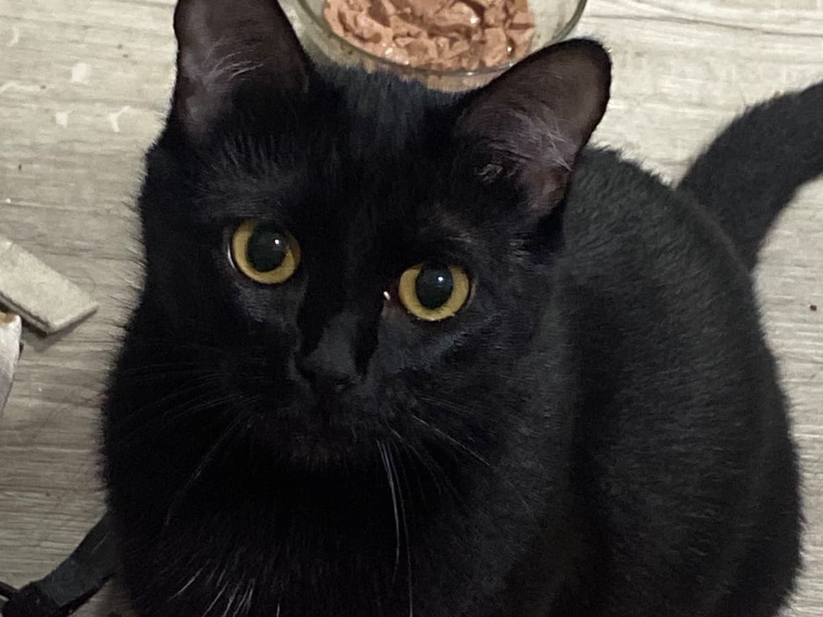 Domestic Shorthair 2 years old female named ryuk for breeding in Mentone, California | Petmeetly
