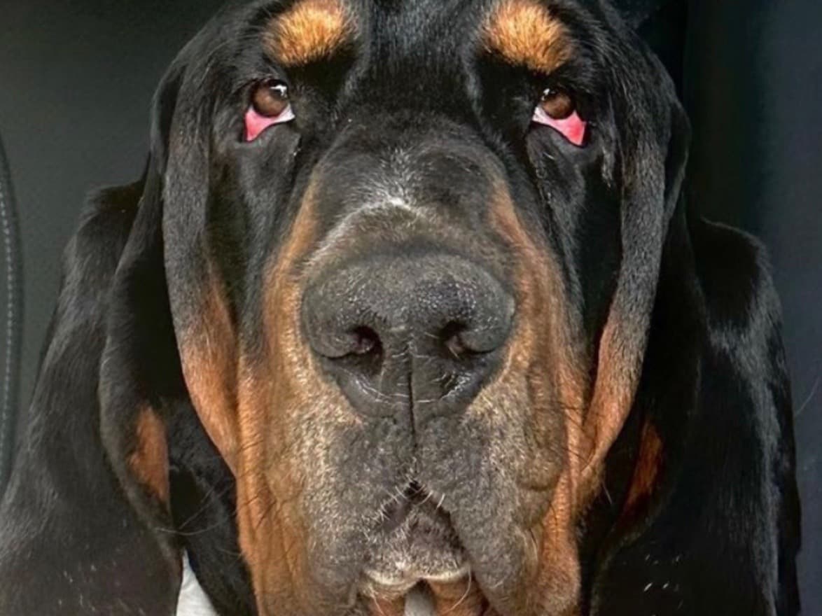 Basset Hound 4 years 1 month old male extra large named Roller for breeding in San Francisco, California | Petmeetly