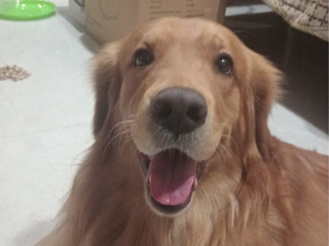Golden Retriever 3 years old male large named rocky for breeding in Secunderabad, Telangana | Petmeetly