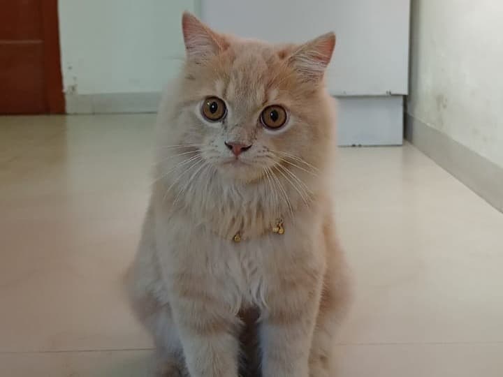 Persian 3 years old male named Leego for breeding in Coimbatore, Tamil Nadu | Petmeetly