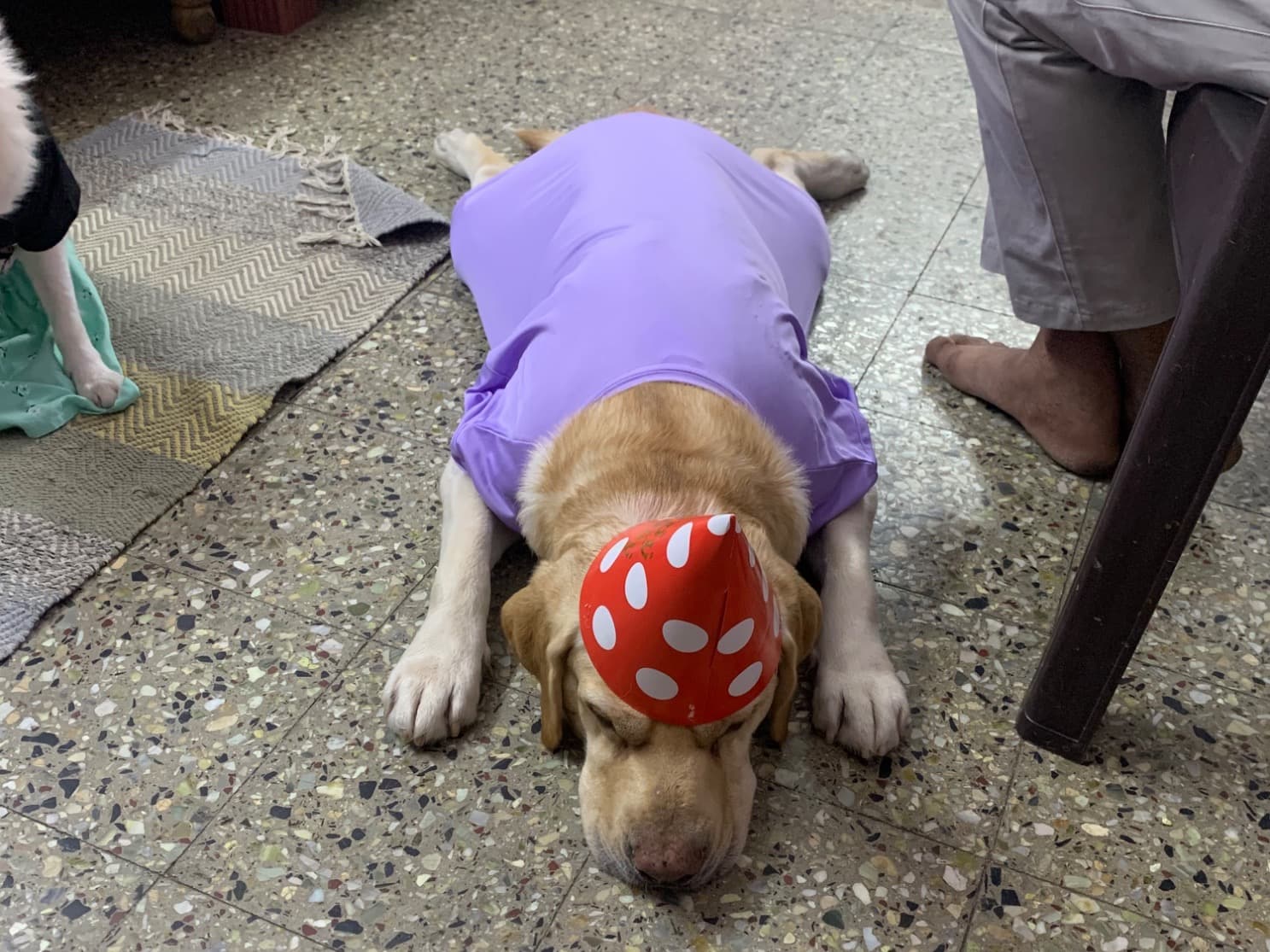 English Labrador Retriever 5 years old male large named pluto for breeding in Bengaluru, Karnataka | Petmeetly