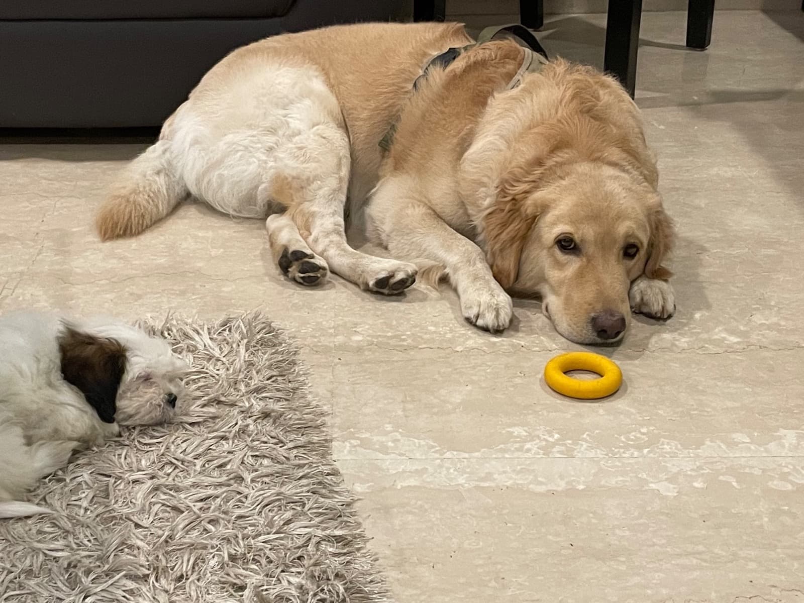 Golden Retriever 5 years old male large named Skye for breeding in Mumbai, Maharashtra | Petmeetly