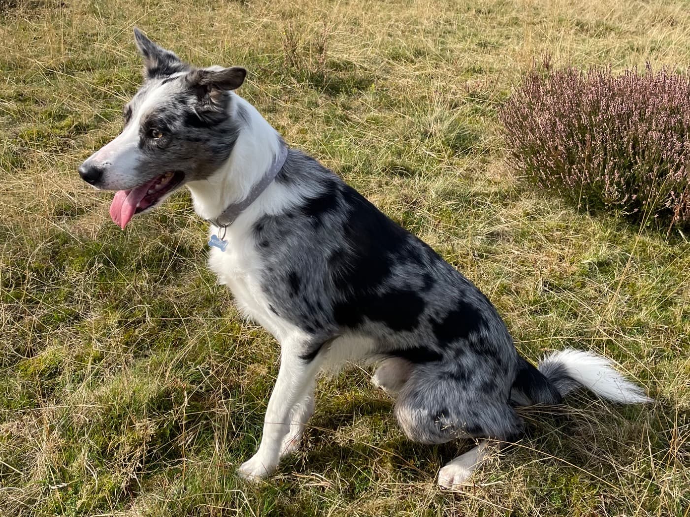Border Collie 6 years old male medium named Alfie for breeding in Chesterfield, England | Petmeetly