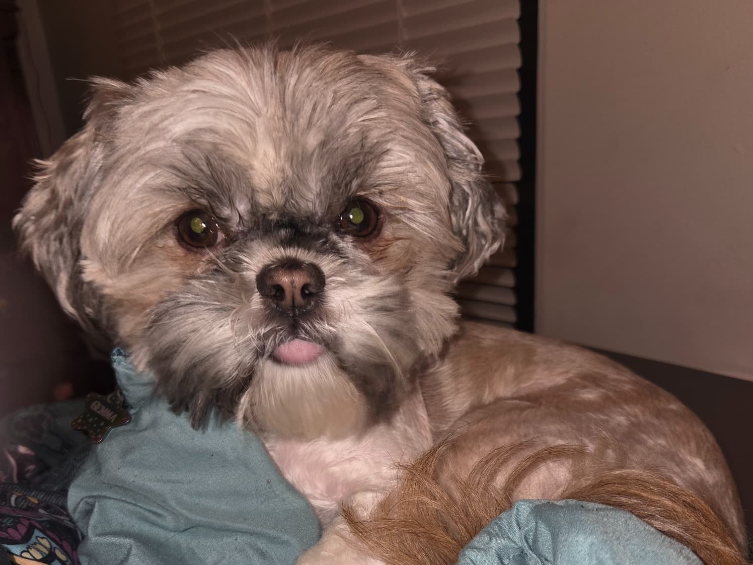 Shih Tzu 3 years 2 months old female small named Gemma for breeding in Newport News, Virginia | Petmeetly