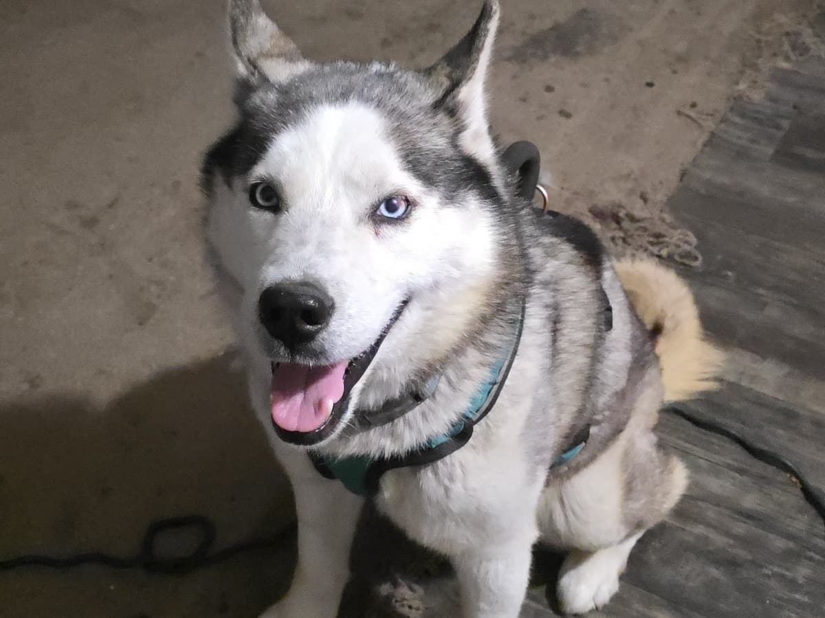 Siberian Husky 4 years old male large named Rambo for breeding in Kingstree, South Carolina | Petmeetly